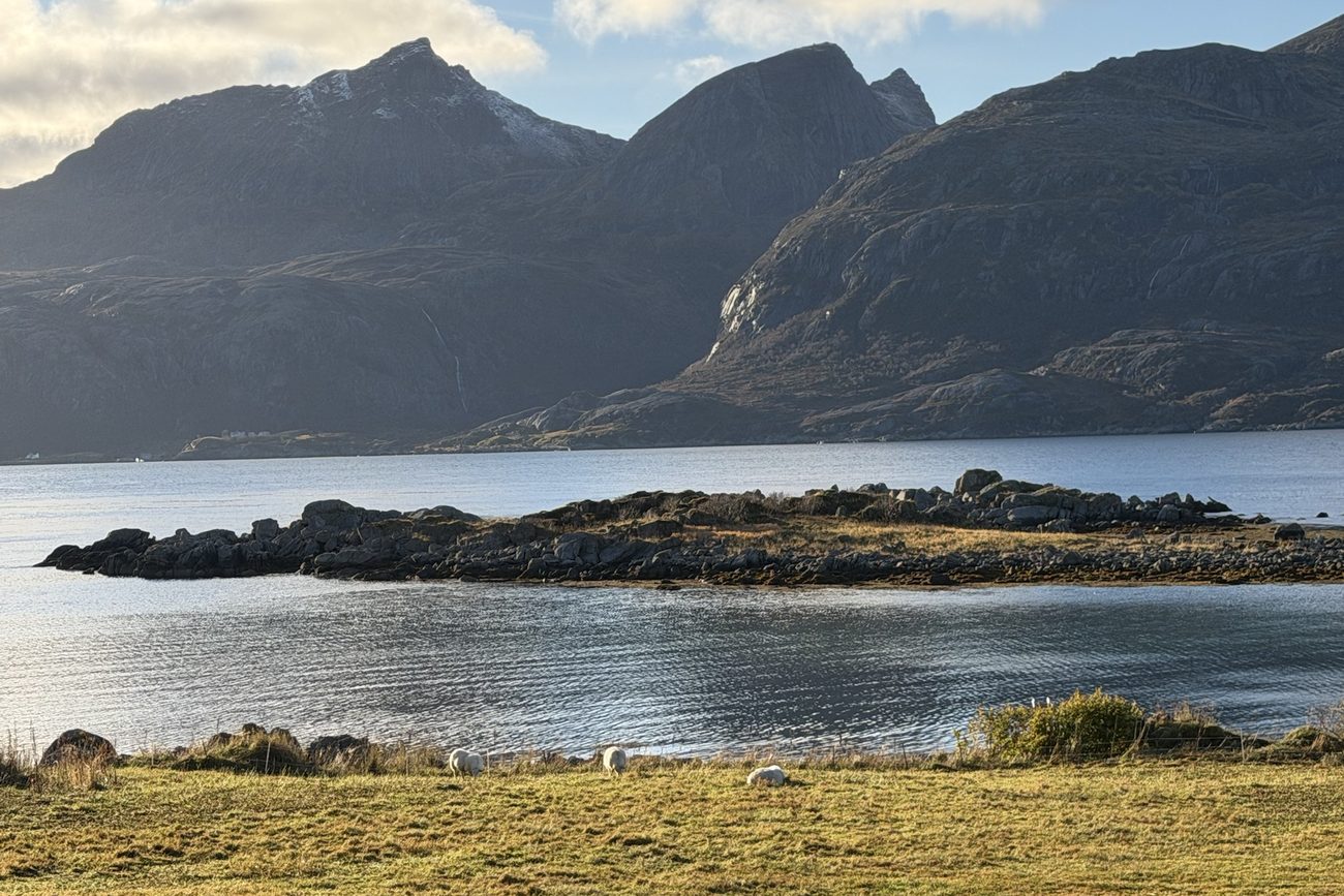 Sauer på beite ved sjøen, med en holme og fjell bak