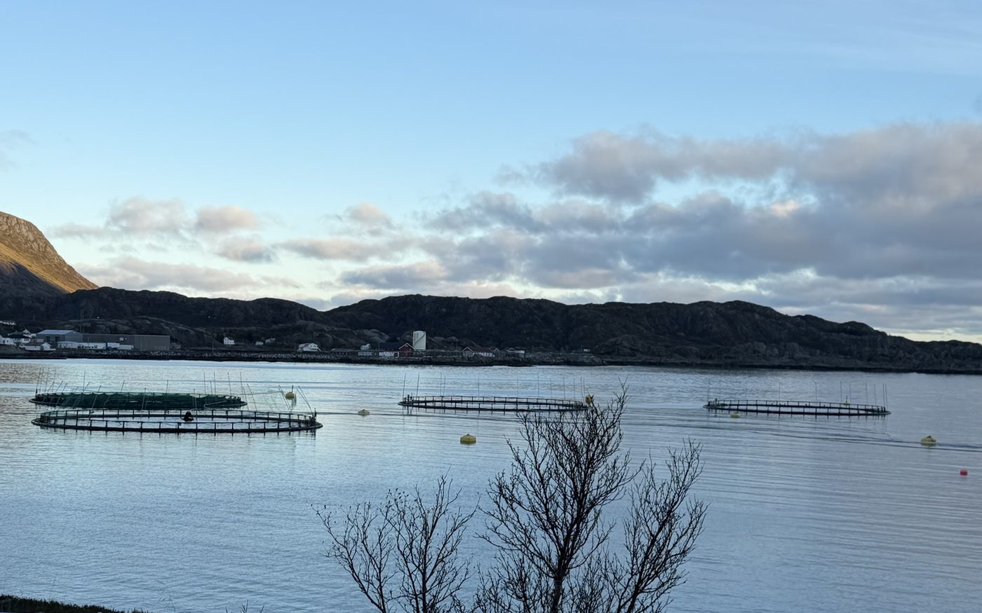 Merder i sjøen med bygda og lave åser bak